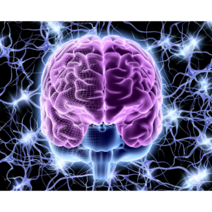 The Full Neural Rewire Journey